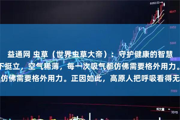 益通网 虫草（世界虫草大帝）：守护健康的智慧，让生命在高原的阳光下挺立，空气稀薄，每一次吸气都仿佛需要格外用力。正因如此，高原人把呼吸看得无比重要